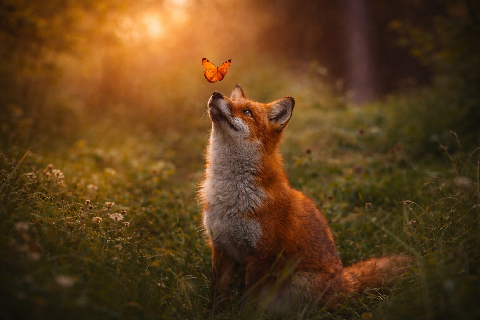 Ein Fuchs sitzt im warmen Abendlicht auf einer Waldlichtung und blickt zu einem Schmetterling auf
